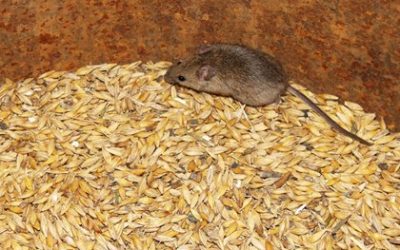 Keeping Rodents Out of Your Feed Room