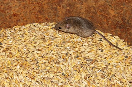 Keeping Rodents Out of Your Feed Room